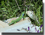 Lacerta trilineata